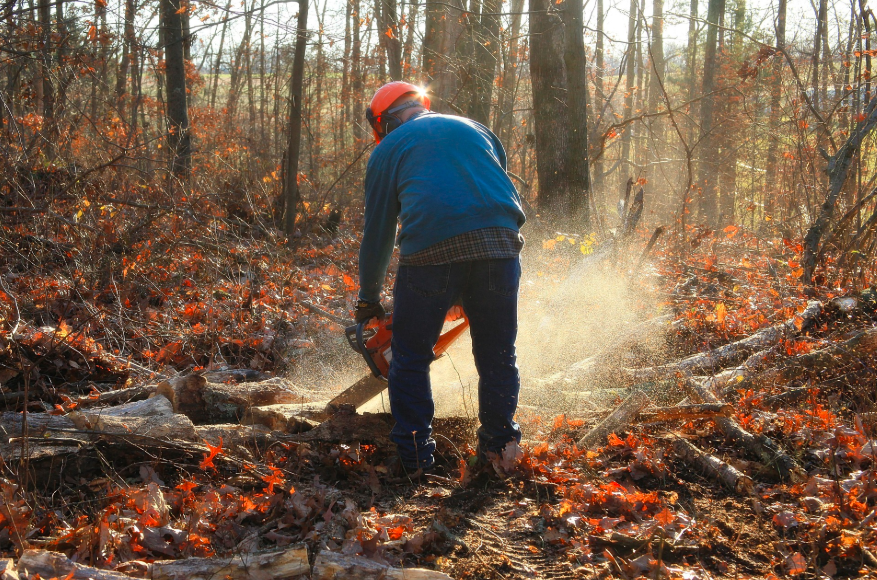 Trabajador con jeans y camisa azul, casco naranja y guantes, cortando madera con una motosierra en un claro de bosque otoñal. Enlace a nuestra ropa de protección para motosierras.