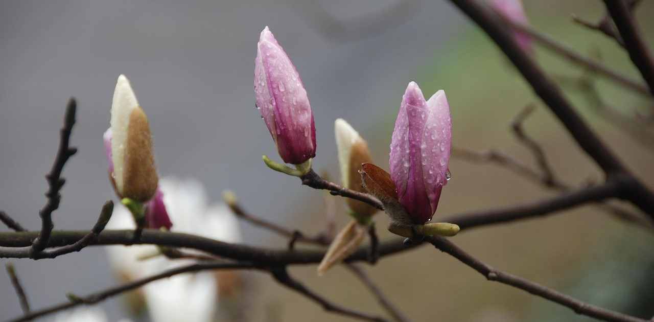 Un par de magnolias con capullos en delicados tonos rosa. El fondo es borroso y verde. Gotas de lluvia se adhieren a los p&eacute;talos.